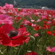 なしえの画像
