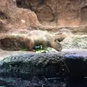カピバラ