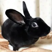 HANAの画像
