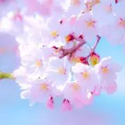 さくらの画像