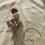 Renataの画像