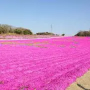 kojの画像