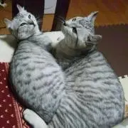 cookちゃん