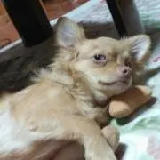 ぴろここ