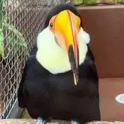 ひかるの画像