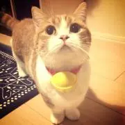 くまたん