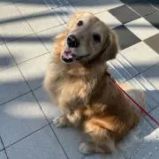 マッピーの画像