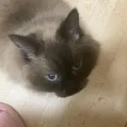 Rateの画像
