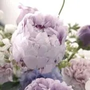 Y.sの画像