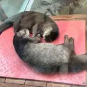 Akiの画像