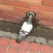 ななええの画像