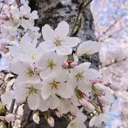 snowの画像