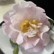 サラの画像