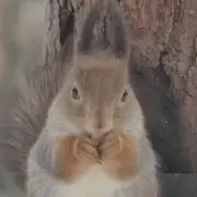キャッピーの画像