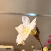 Yukiの画像