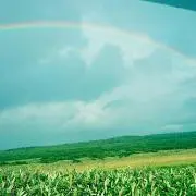 チッチ