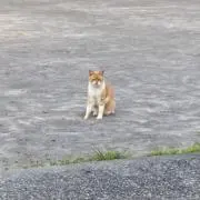 Fの画像