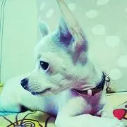 めい