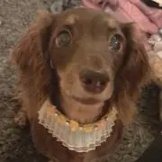 ねねの画像
