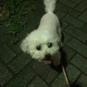 おみの画像