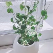 mamiの画像