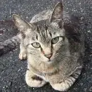 Kyoの画像