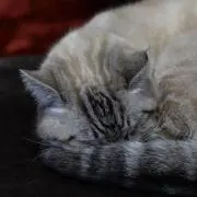 たすの画像