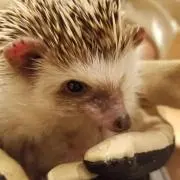菊。の画像