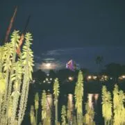 ひまの画像
