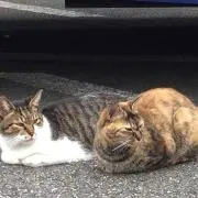たっくる