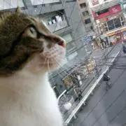nikoの画像