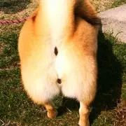 ★びーすと