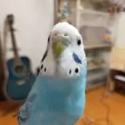 山田ピーの画像