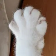 ズージー