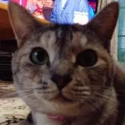 たけ