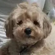 momotaroの画像