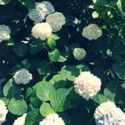 aoの画像