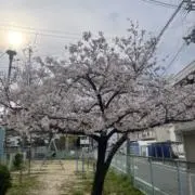 hana