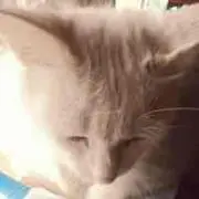 うたさん