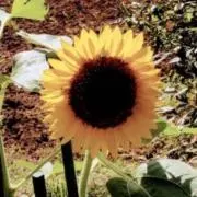 ひまひま⭐︎プロフ一読お願いします⭐︎の画像