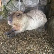 カピの画像