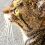 ちーとん