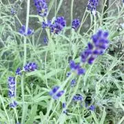 lavenderの画像