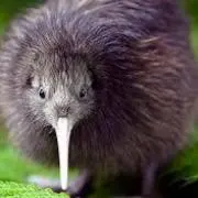 greenusagi