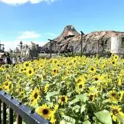 Smileの画像
