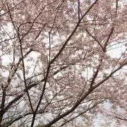 プラムの画像