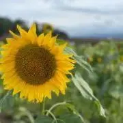 ひまわりの画像