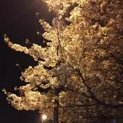 マザマザググースの画像