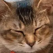 つなつなの画像