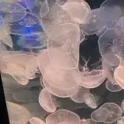 くらげの画像